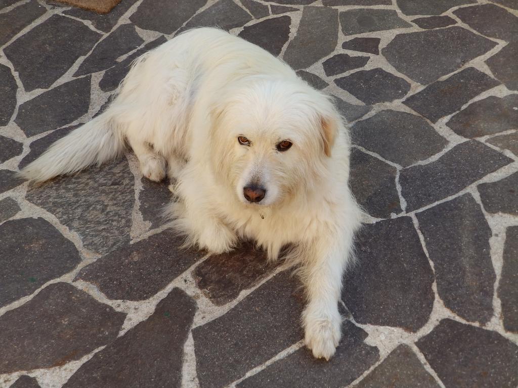 Sa Chessa B&B Ploaghe Dış mekan fotoğraf